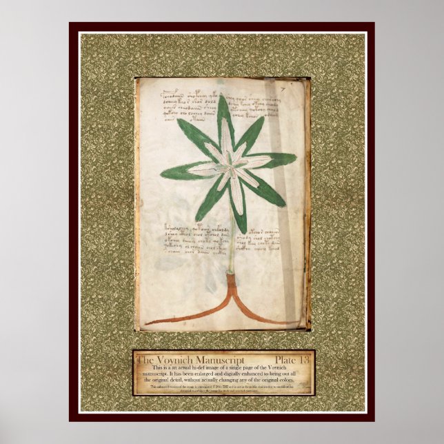 Póster Voynich Plate 13 (Frente)