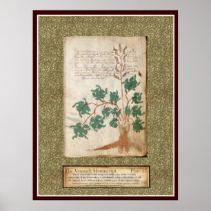 Poster Voynich Plate 17