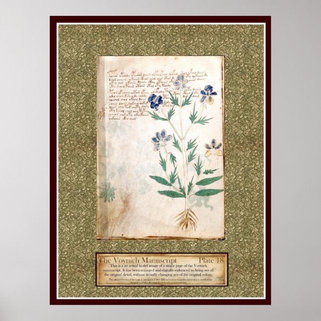 Póster Voynich Plate 18 (Frente)