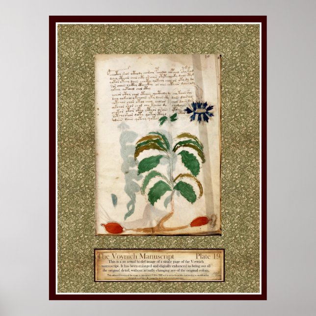 Póster Voynich Plate 19 (Frente)