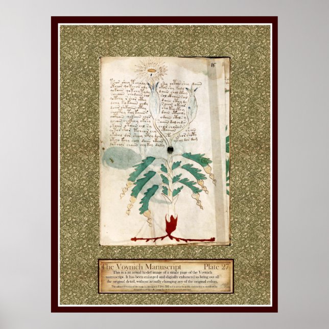 Póster Voynich Plate 27 (Frente)