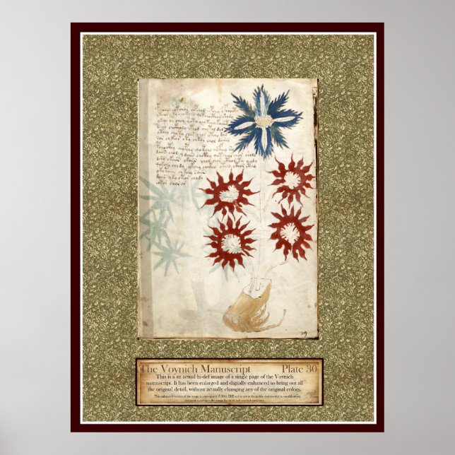 Póster Voynich Plate 30 (Frente)