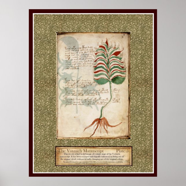 Poster Voynich Plate 5 - Ilustração Botânica (Frente)