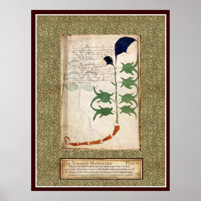 Poster Voynich Plate 6 (Frente)