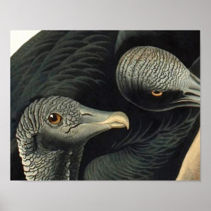 Póster Vultos Pretos, John James Audubon