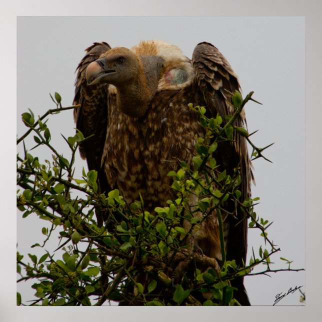 Póster Vulture (Frente)