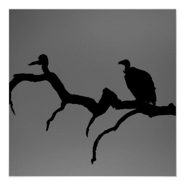 Póster Vulture Silhouette (Frente)