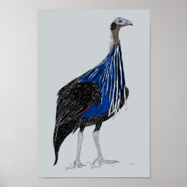 Poster Vulturine Guineafowl