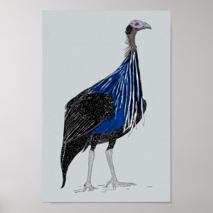 Poster Vulturine Guineafowl