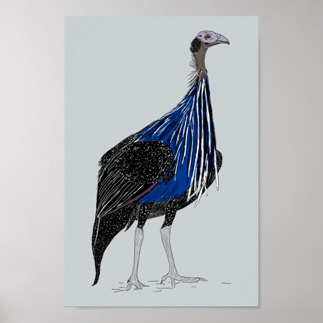 Poster Vulturine Guineafowl (Frente)