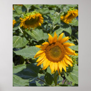 Poster WA, Condado de Kittitas, Campo de Girassóis