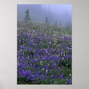 Póster WA, Monte Rainier NP, Lupine e Bistort meadow