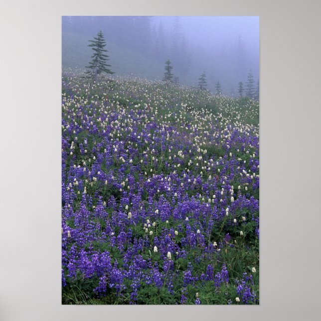 Póster WA, Monte Rainier NP, Lupine e Bistort meadow (Frente)