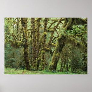 Póster WA, Parque Nacional Olímpico, Floresta Chuvosa de