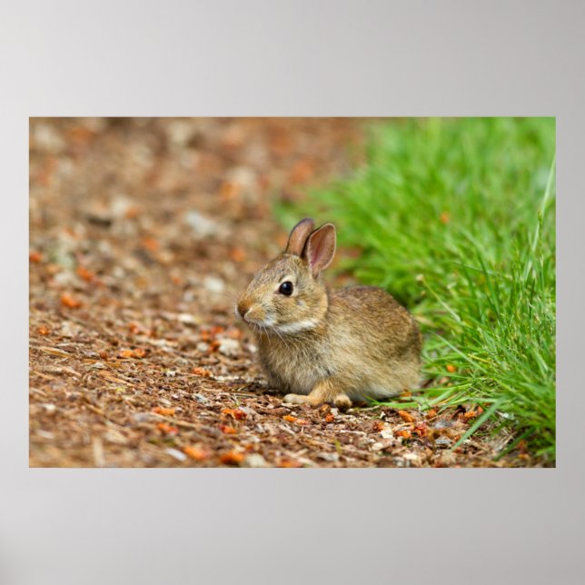 Poster WA, Redmond, coelho bebê Cottontail oriental (Frente)