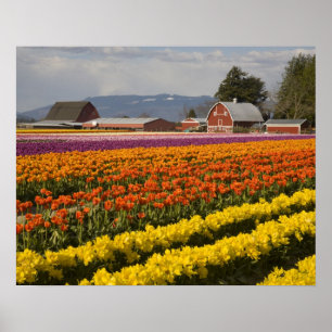 Póster WA, Skagit Valley, campos Tulip em flor, em