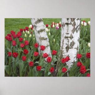 Poster WA, Skagit Valley, Roozengaarde Tulip Garden