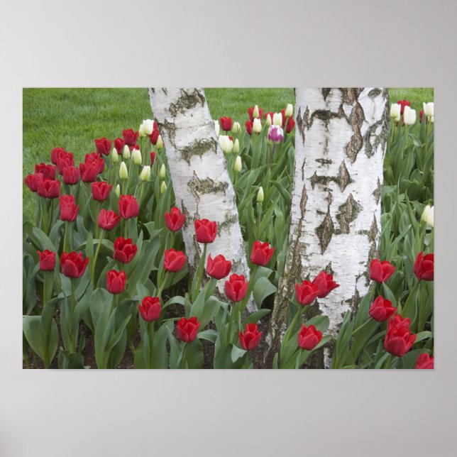 Poster WA, Vale de Skagit, Jardim de Tulip de Roozengaard (Frente)