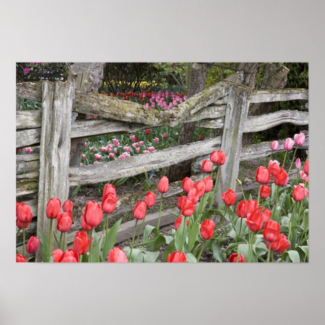 Poster WA, Vale do Skagit, Jardim de Tulipas Roozengaarde (Frente)