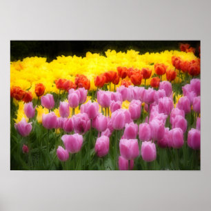 Póster WA, Vale do Skagit, Jardim de Tulipas Roozengaarde