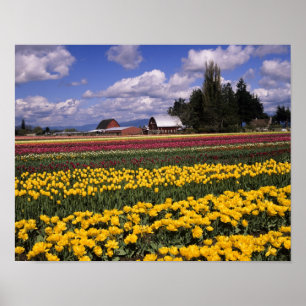 Póster WA, Vale do Skagit, Tulipa do Vale do Skagit