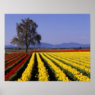 Póster WA, Vale do Skagit, Tulipa do Vale do Skagit 2