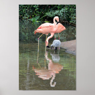 Póster Wading Família Flamingo
