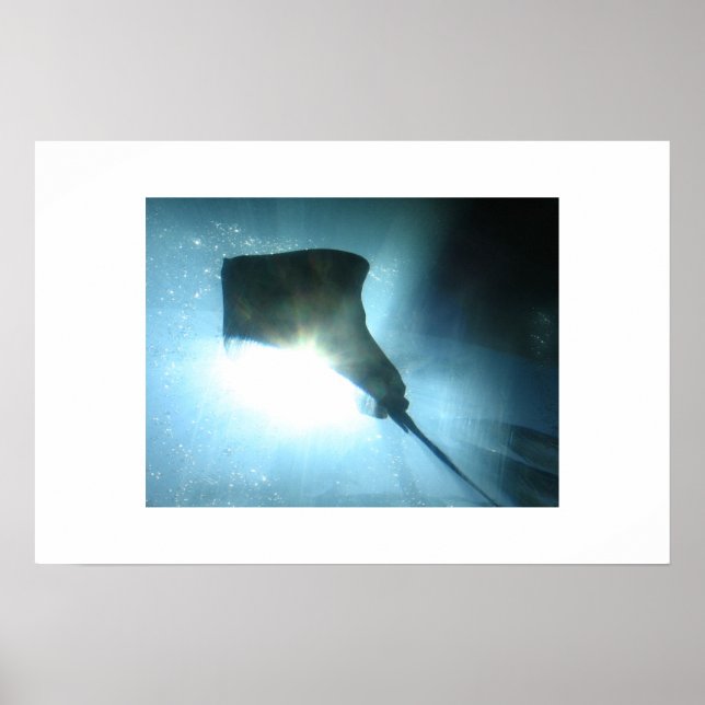 Póster Waikiki Stingray (Frente)