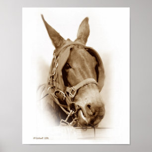 Póster Waitin a trabalhar