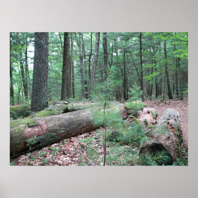 Póster Walden Forest (Frente)