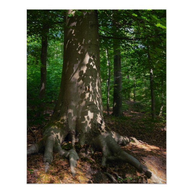 Póster Waldimpression (Frente)