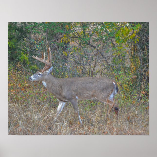 Poster Walking Big Buck Deer no Texas (Frente)