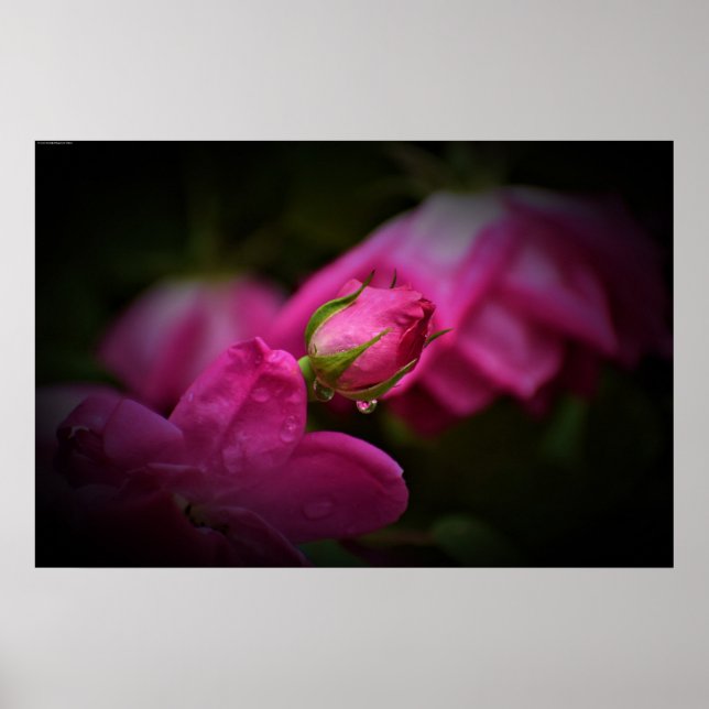 Poster Wall Art (Frente)