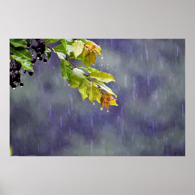 Poster Wall Art (Frente)