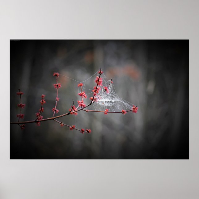 Poster Wall Art (Frente)