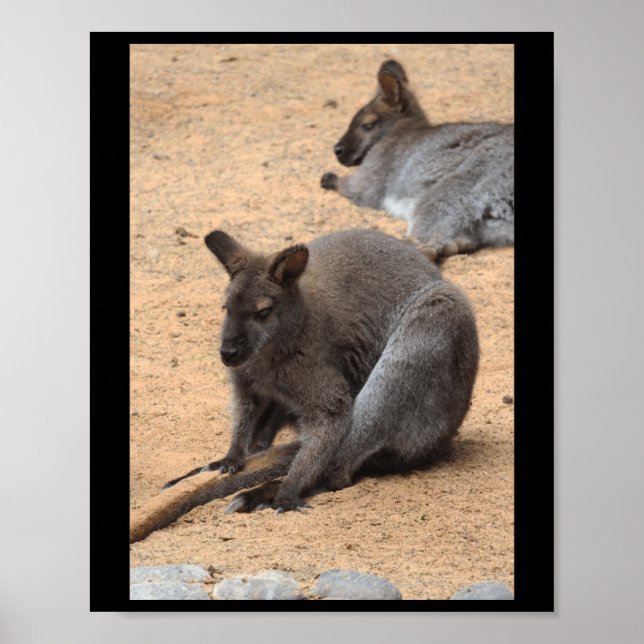 Poster Wallabies Nature Lovers Fuerteventura Vertical Sti (Frente)