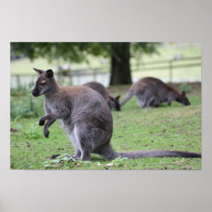 Poster Wallaby de pescoço encarnado