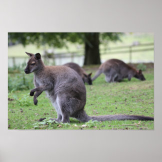 Poster Wallaby de pescoço vermelho