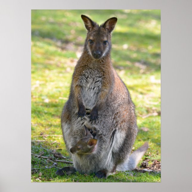 Poster Wallaby de pescoço vermelho e seu cartão postal de (Frente)