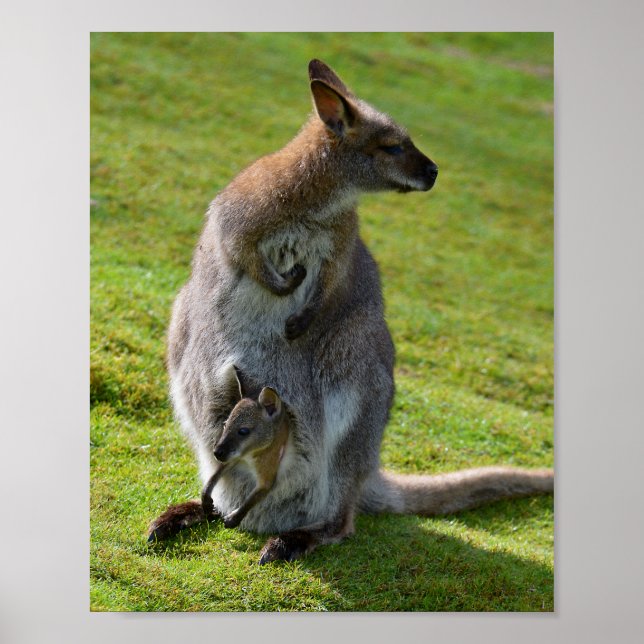 Poster Wallaby de pescoço vermelho e sua alegria (Frente)