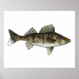Poster Walleye