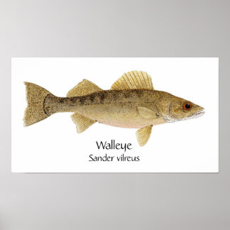 Poster Walleye Art