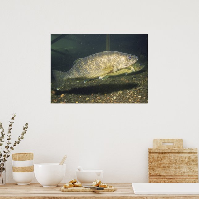 Poster Walleye em Tank Photo (Cozinha)