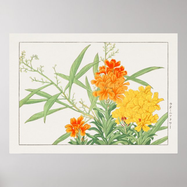 Poster Wallflower Plant, Yellow & Orange Flower by Konan, (Frente)