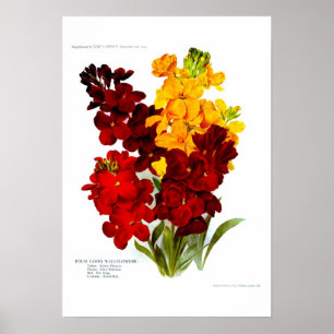 Poster Wallflowers