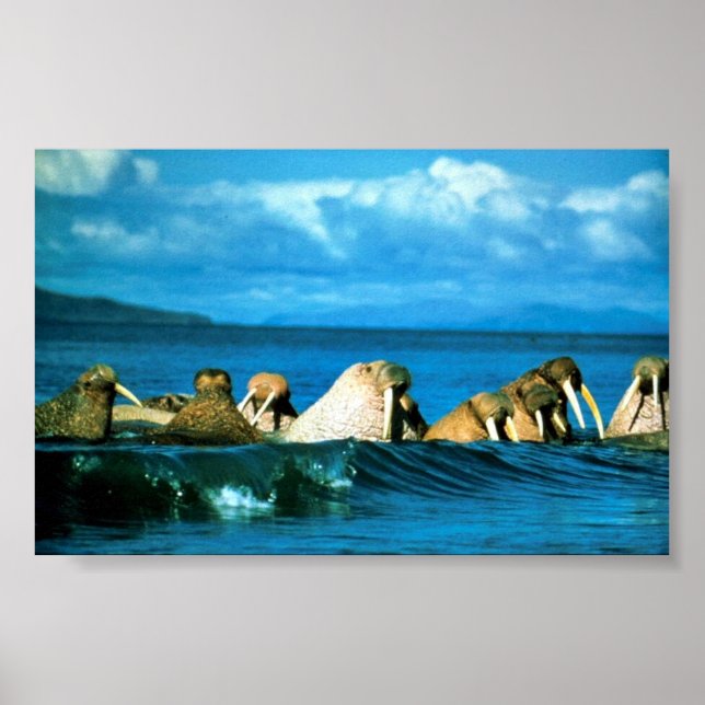 Póster Walrus (Frente)