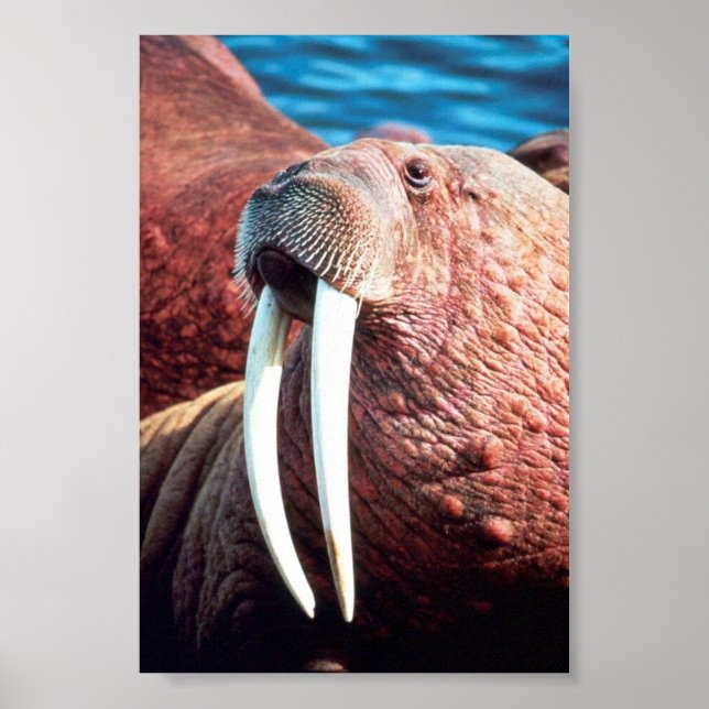 Poster Walrus (Frente)