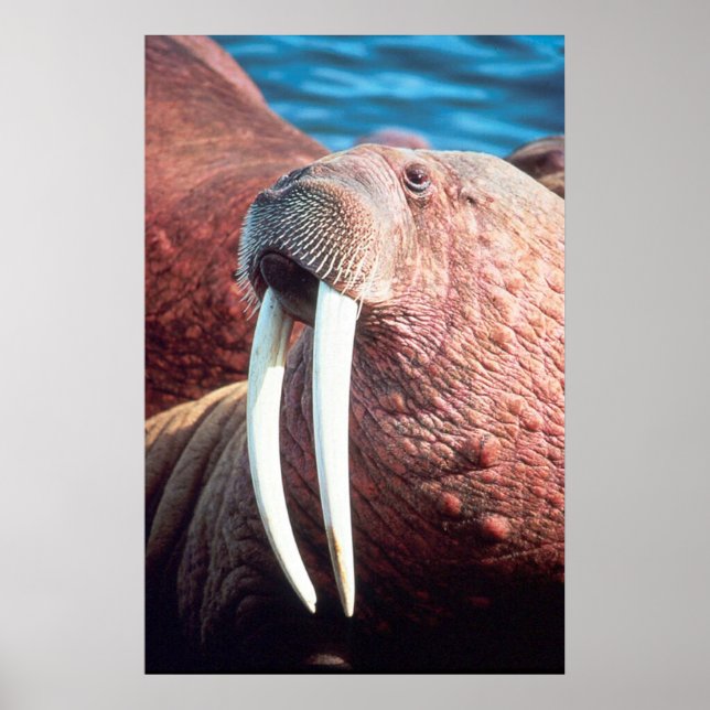Poster Walrus (Frente)