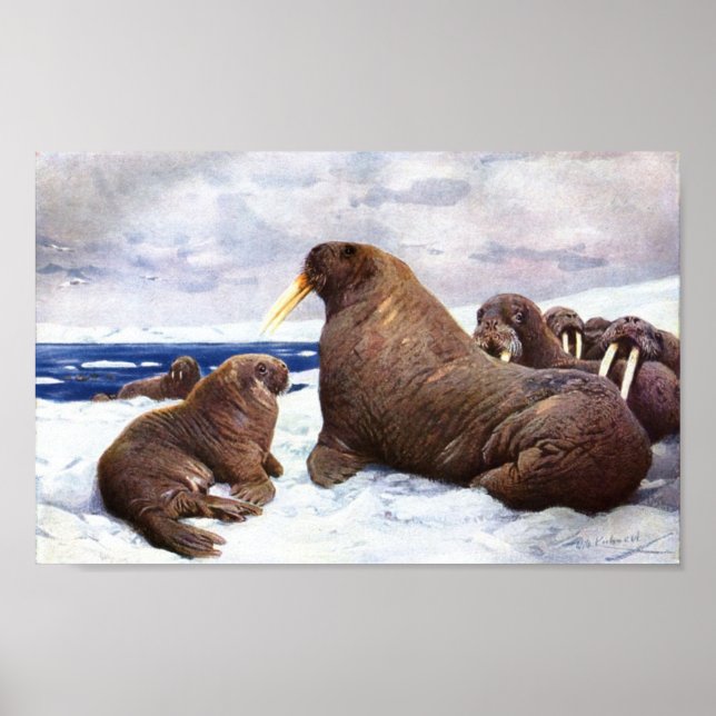 Póster Walrus - F. W. Kuhnert Portfolio (Frente)