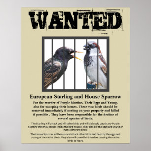 Poster Wanted de Starling e House Sparrow